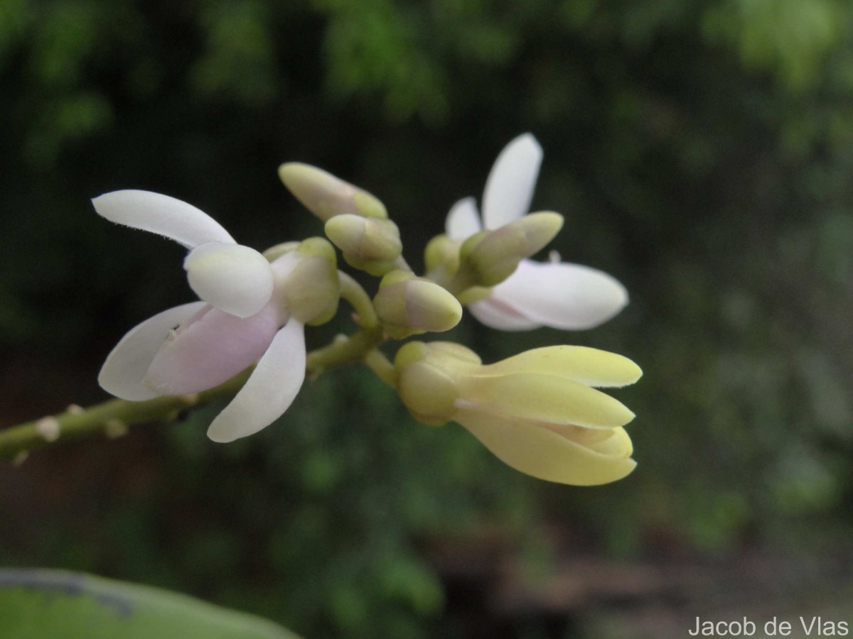 Xanthophyllum zeylanicum Meijden